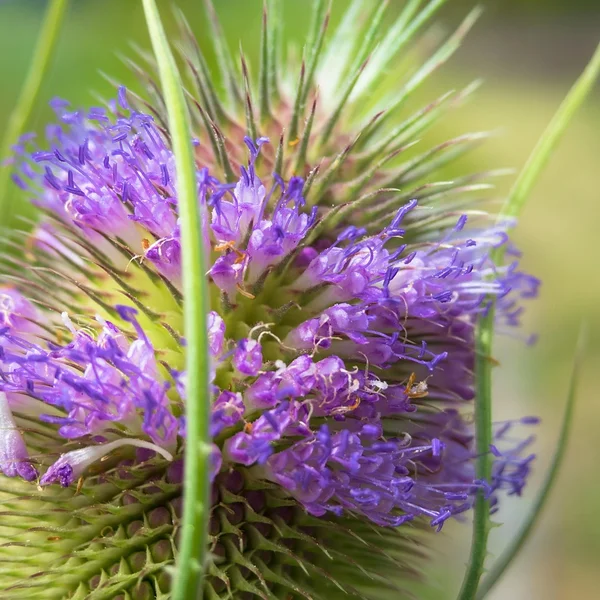 体育博彩捕鱼游戏